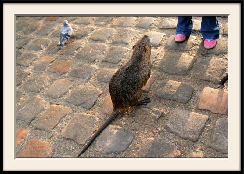 Jambes dans le coin et ragondin