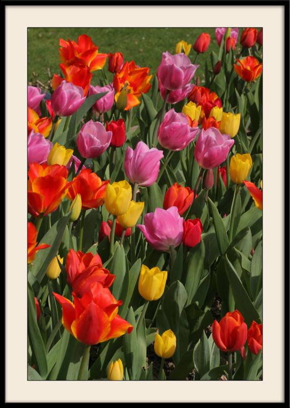 Concours de tulipes au parc floral