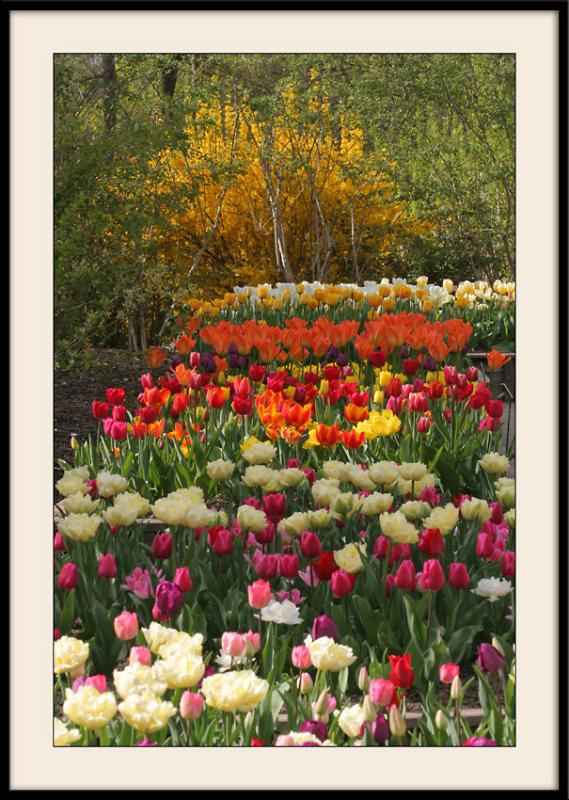 Concours de tulipes au parc floral