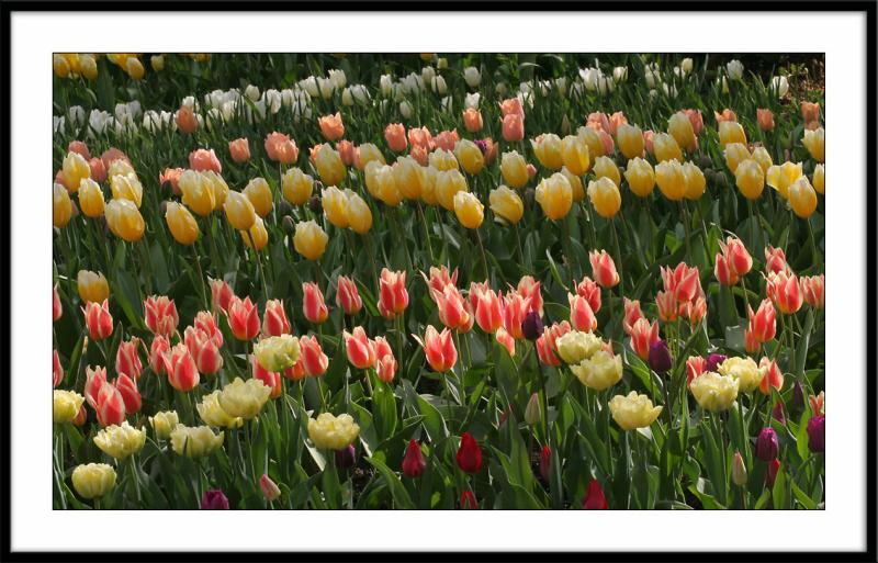 Concours de tulipes au parc floral