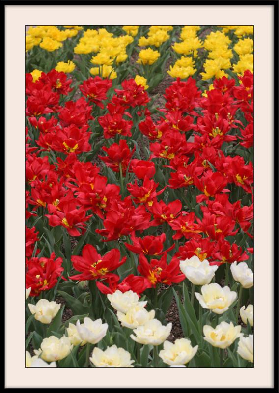 Concours de tulipes au parc floral