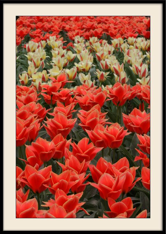 Concours de tulipes au parc floral