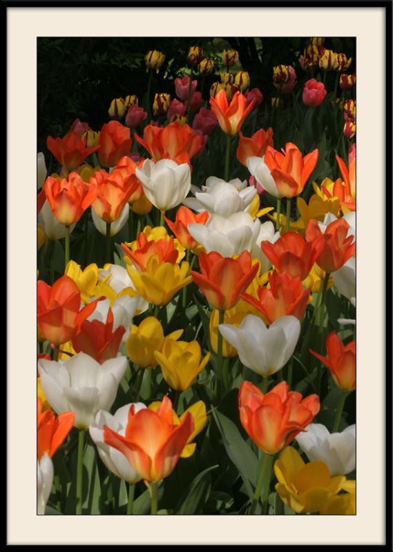 Concours de tulipes au parc floral