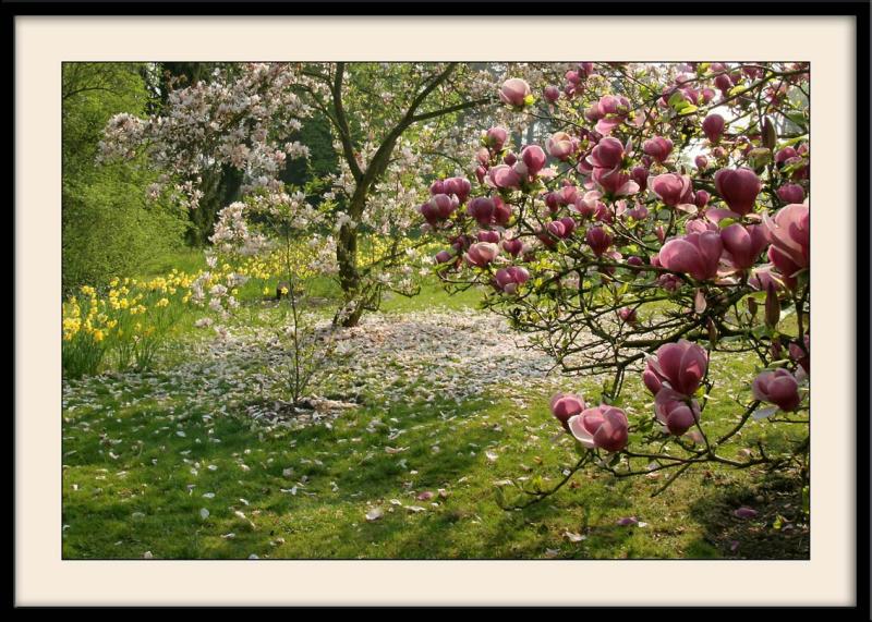 Parc de BagatelleAmbiance magnolias