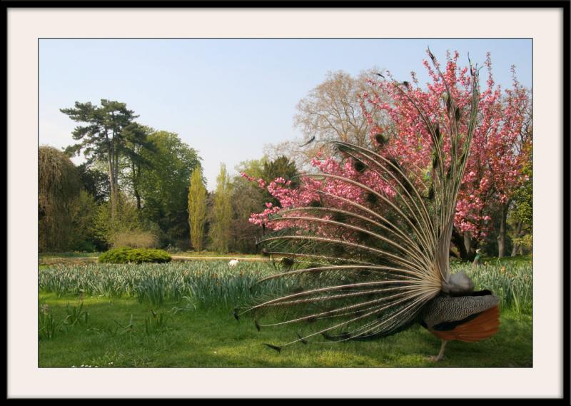 Parc de BagatelleRoue (4)