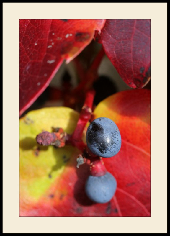 Couleurs d'automne( Le rescap )