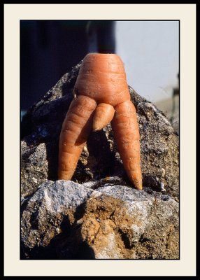 LE carotte et autres photos