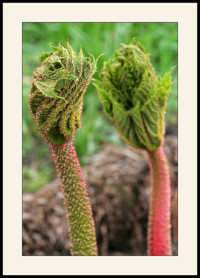 Parc floral</br>Gunnera manicata</br>(rhubarbe gante)