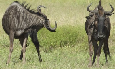 Gnus