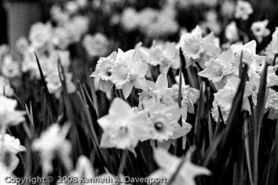 Daffodils