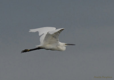 Little Egret / Egretta garzetta / Silkeshäger