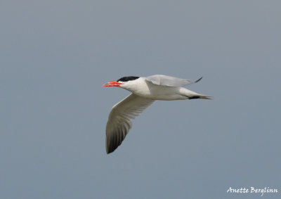 Caspian Tern / Sterna caspia / Skräntärna