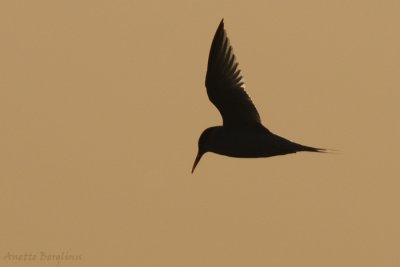 Tern at night