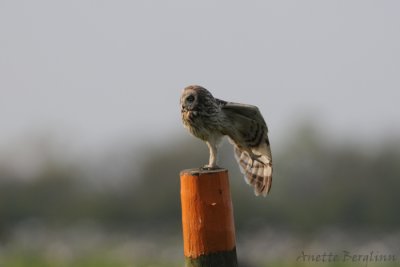Short-eared Owl / Asio flammeus / Jorduggla