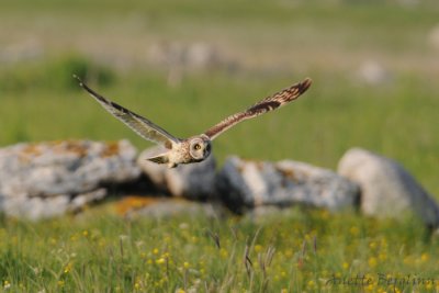 Short-eared Owl / Asio flammeus / Jorduggla