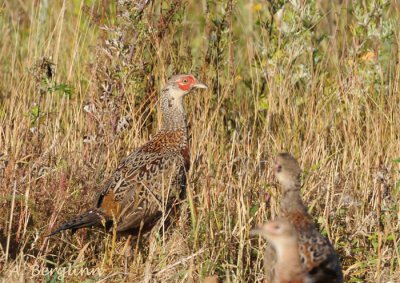 Pheasant / Phasianus colchicus / Fasan
