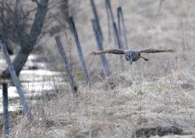 Great grey Owl / Strix nebulosa / Lappuggla