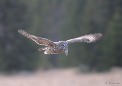 Great grey Owl / Strix nebulosa / Lappuggla