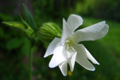 compagnon blancSilene latifolia