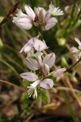 polygale du calcaire blancPolygala calcarea