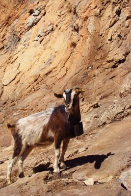 chvre (Kalymnos Grce)