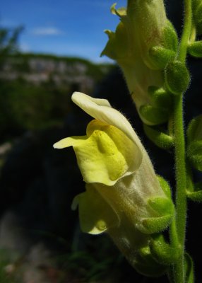 muflier à larges feuillesAntirrhinum latifolium