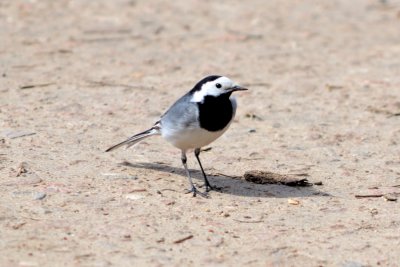 Wagtails