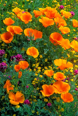 Poppies, goldfields, and owl's clover, Antelope Valley, CA
