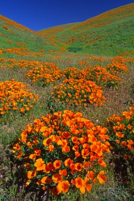Hillside Poppies, Antelope Valley, CA