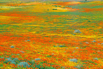 Swaths of Color, Antelope Valley, CA