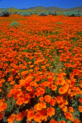 Poppies, Antelope Valley, CA