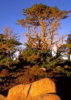 Monterey Cyprus, Point Lobos State Preserve, CA