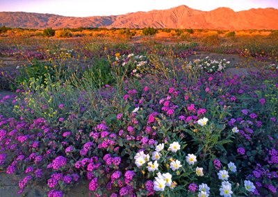 First Light at Anza Borrego Desert State Park, CA