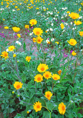 Desert Sunflowers, Anza Borrego State Park, CA