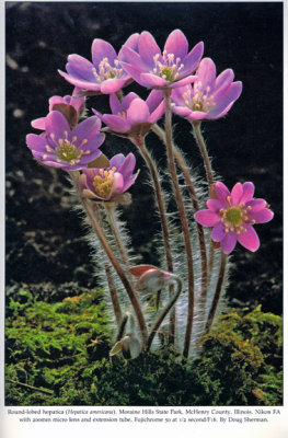 Round-lobed Hepatica, Audubon Wildflower Calendar, 1992