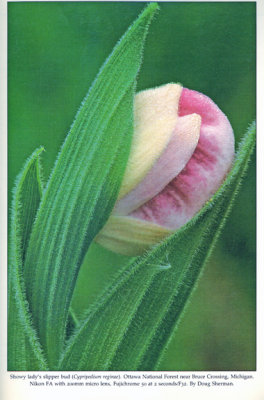 Showy Lady's-slipper, Audubon Wildflower Calendar, 1992