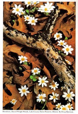 Fungus on Branch with Bloodroot, Sierra Club Engagement Calendar, 1993