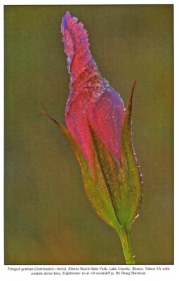 Frosted Gentian, Audubon Engagement Calendar, 1992