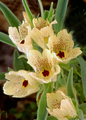  Ghost flower, Anza Borrego Desert State Park, CA