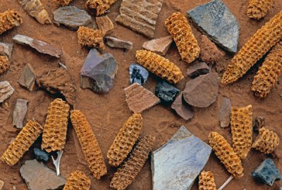 Maize cobs, potsherds, bones, and rocks, Road Canyon Ruin, Cedar Mesa, UT