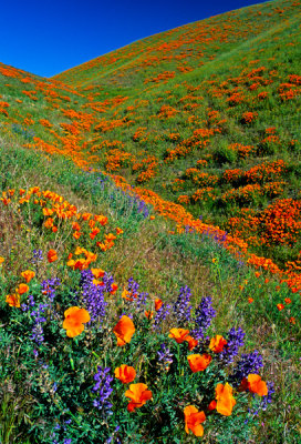 Hill with lupines and poppies, Antelope Valley, CA