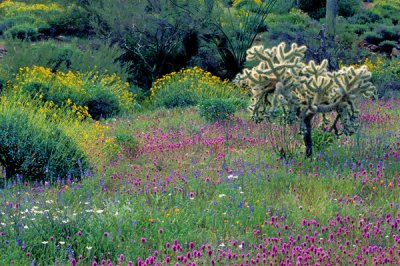 Desert annuals, Organ Pipe Cactus National Monument, AZ