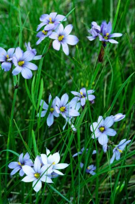 Blue-eyed grass, Chiwaukee Prairie, WI