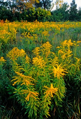 Early goldenrod, Illiinois Beach State Park, IL