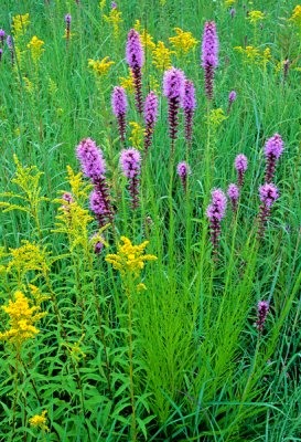 Blazing star and early goldenrod, Gensburg-Markham Prairie, IL