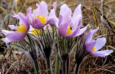 Pasque flower, Harlem Hills Prairie, IL