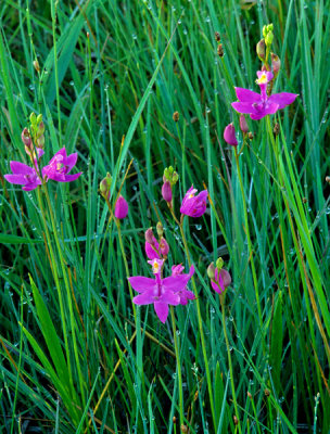 Grass pink environment, Ridges Sanctuary, Door County, WI