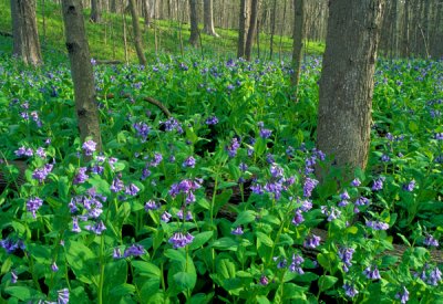 Bluebells, Messenger Woods, IL