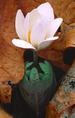 Bloodroot, Rollins Savanna, IL