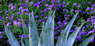 Blue phacelia and agave, Anza-Borrego Desert State Park, CA